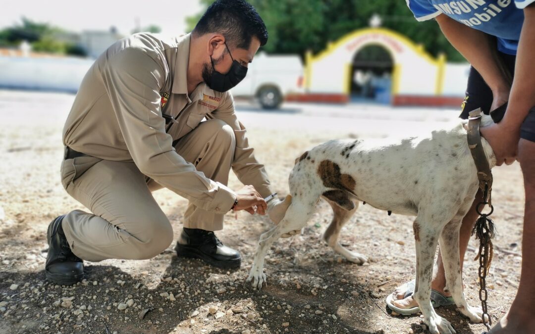 CONTINÚA JORNADA INTENSIVA CONTRA LA RABIA A TRAVÉS DE BRIGADAS MÓVILES DE VACUNACIÓN