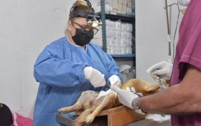 CON ÉXITO SE REALIZÓ LA JORNADA DE ESTERILIZACIÓN CANINA Y FELINA