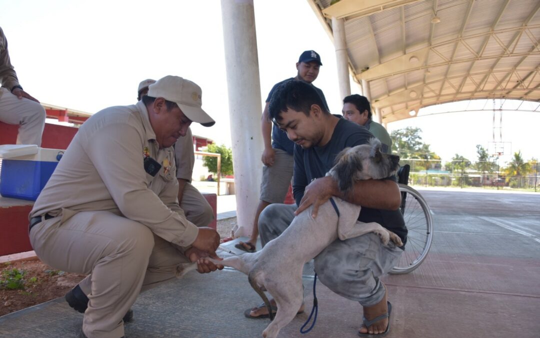 APLICADAS MÁS DE 75 MIL VACUNAS ANTIRRÁBICAS A PERROS Y GATOS EN LO QUE VA DEL AÑO