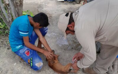 VACUNAN CONTRA LA RABIA A PERROS Y GATOS DE COMUNIDADES MÁS ALEJADAS DEL ESTADO