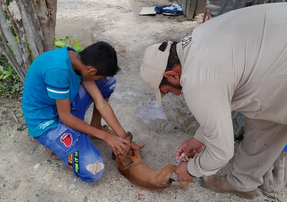 VACUNAN CONTRA LA RABIA A PERROS Y GATOS DE COMUNIDADES MÁS ALEJADAS DEL ESTADO