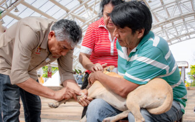 IMPULSA SALUD VACUNACIÓN ANTIRRÁBICA CANINA Y FELINA EN TODO EL ESTADO