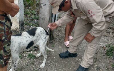 PROTEGEN CONTRA LA RABIA A PERROS Y GATOS