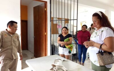 Realizan campaña de esterilización canina y felina en Xpujil