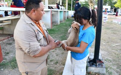 Protegidos 60 mil 611 perros y gatos contra la rabia en los 13 municipios