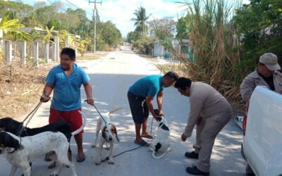 Avanza Campeche en la vacunación antirrábica canina y felina.